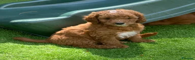 Cockapoo 3