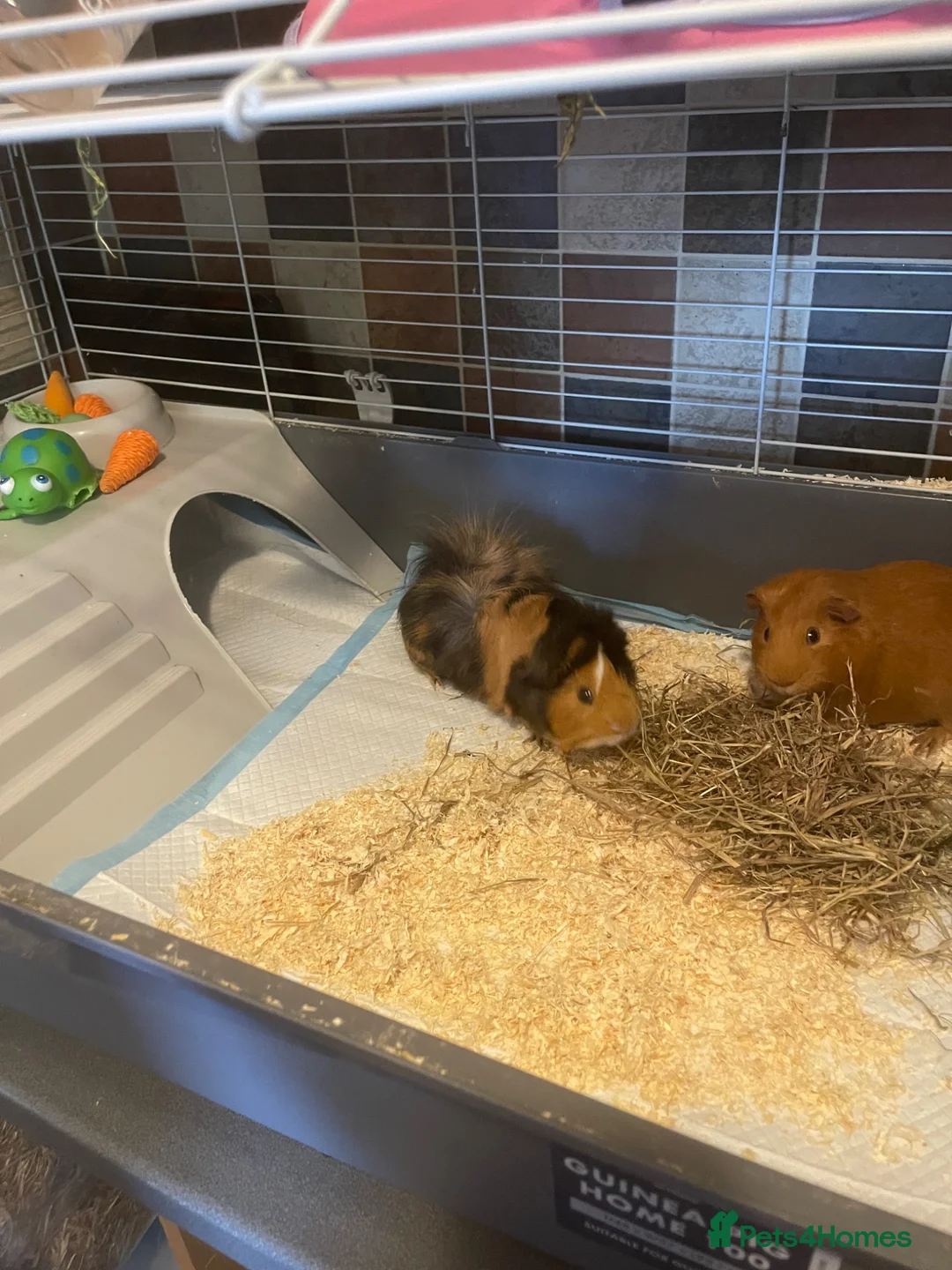 Guinea Pig rodents for sale: 2x boy guinea pigs , Free to new home - Advert 2