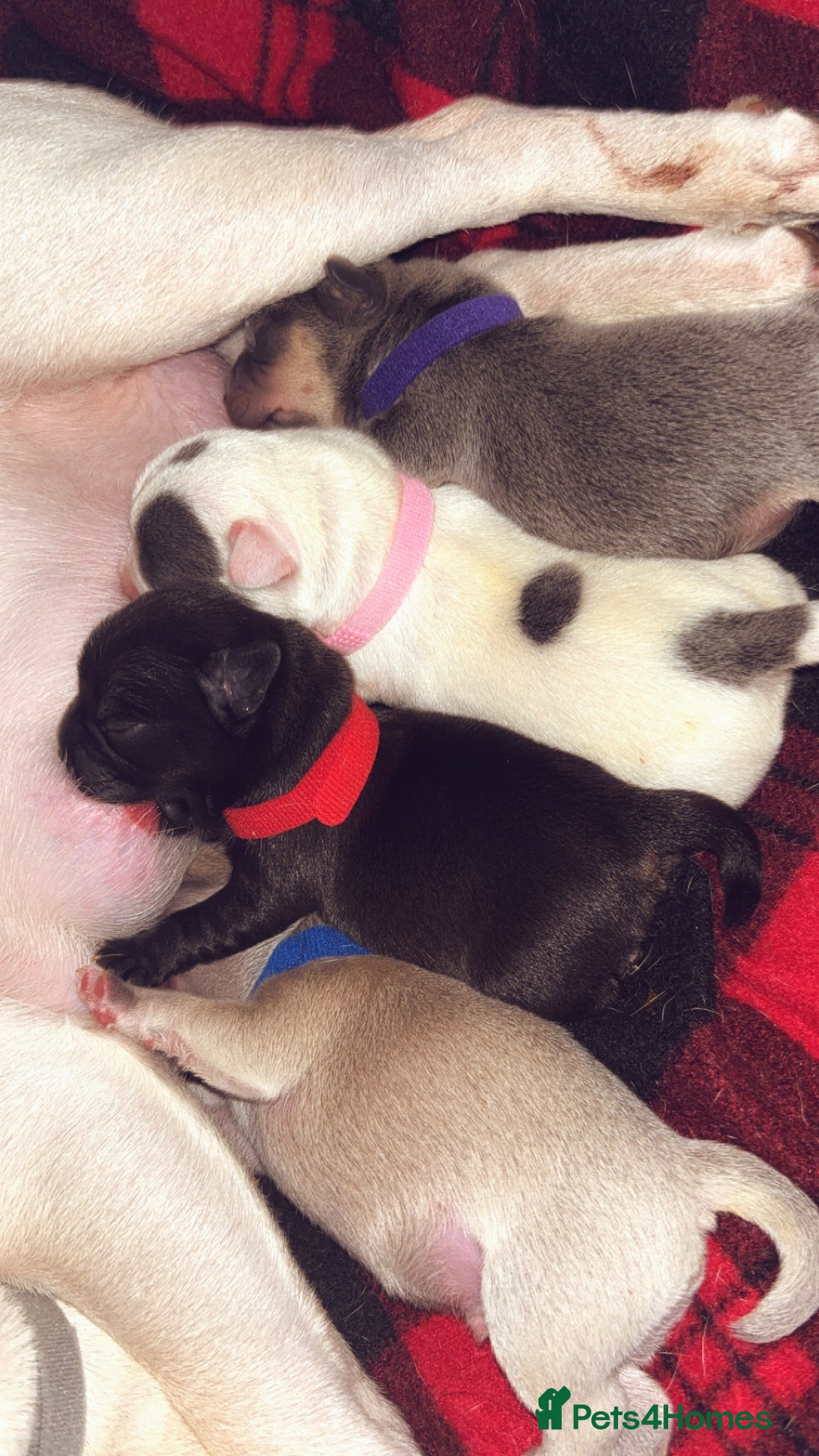 Mixed Breed dogs for sale: French bulldog mixed chihuahua  - Image 8