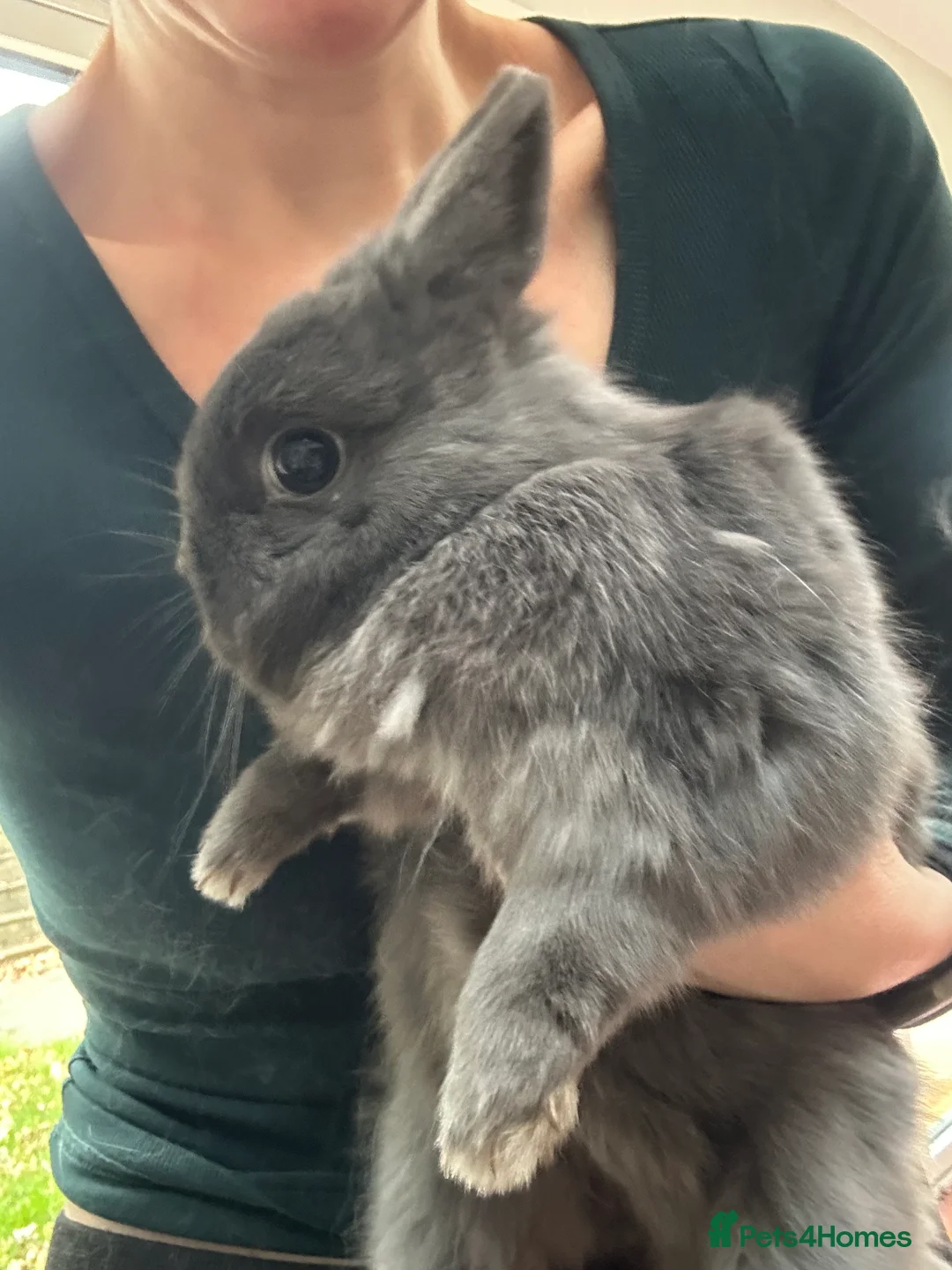 Netherland Dwarf rabbits for sale: Two Netherlands needing their forever home  - Advert 1