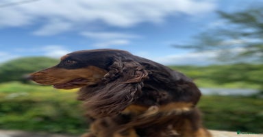 Cocker Spaniel dogs in Holywell - Advert 12