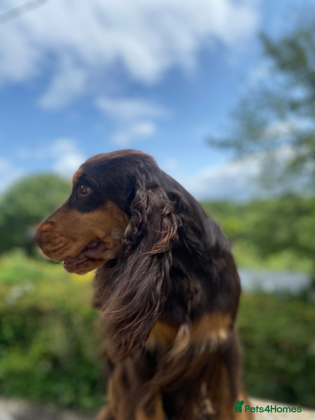 Cocker Spaniel dogs for stud: TRUE TO TYPE- Chocolate & Tan Show Cocker Spaniel in Holywell - Image 3