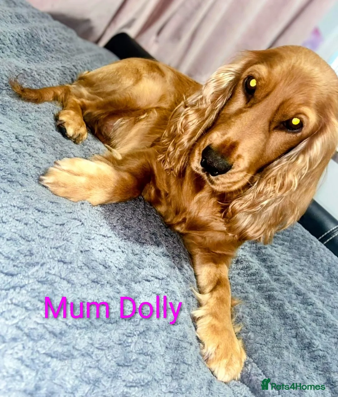 Cocker Spaniel dogs for sale:  Show Cockers girls Both Vaccinations done  - Advert 2