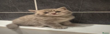 British Shorthair Kitten 5