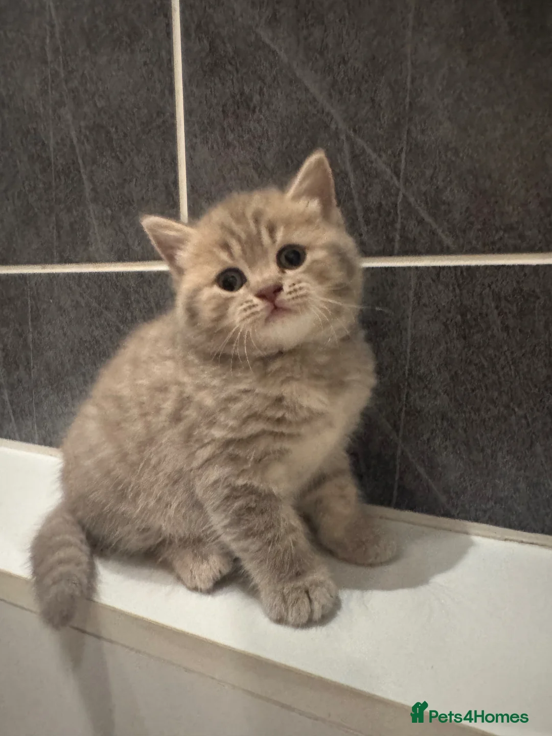 British Shorthair cats for sale: British short hair kittens  in Runcorn - Advert 1