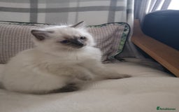 Ragdoll cats for sale: Wilbert (ragdoll)  - Image 4