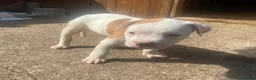 American Bulldog dogs for sale: Puppies for sale in Coventry - Advert 9