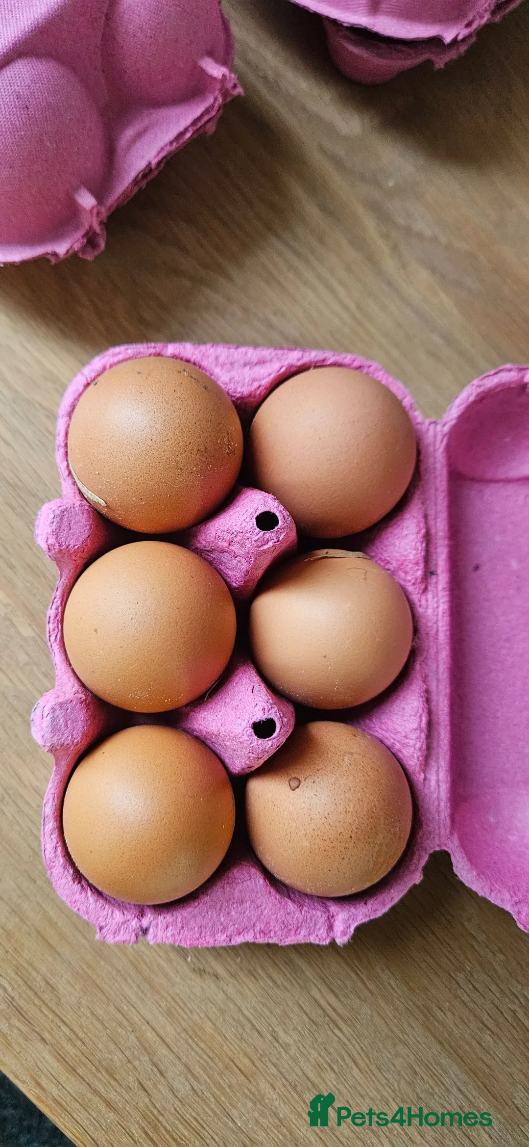 Chickens poultry for sale: Fertile chicken hen hatching eggs x6 - Advert 1