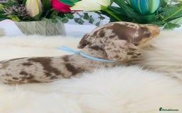Miniature Dachshund dogs for sale: Miniature Dachshund KC Registered  - Image 7