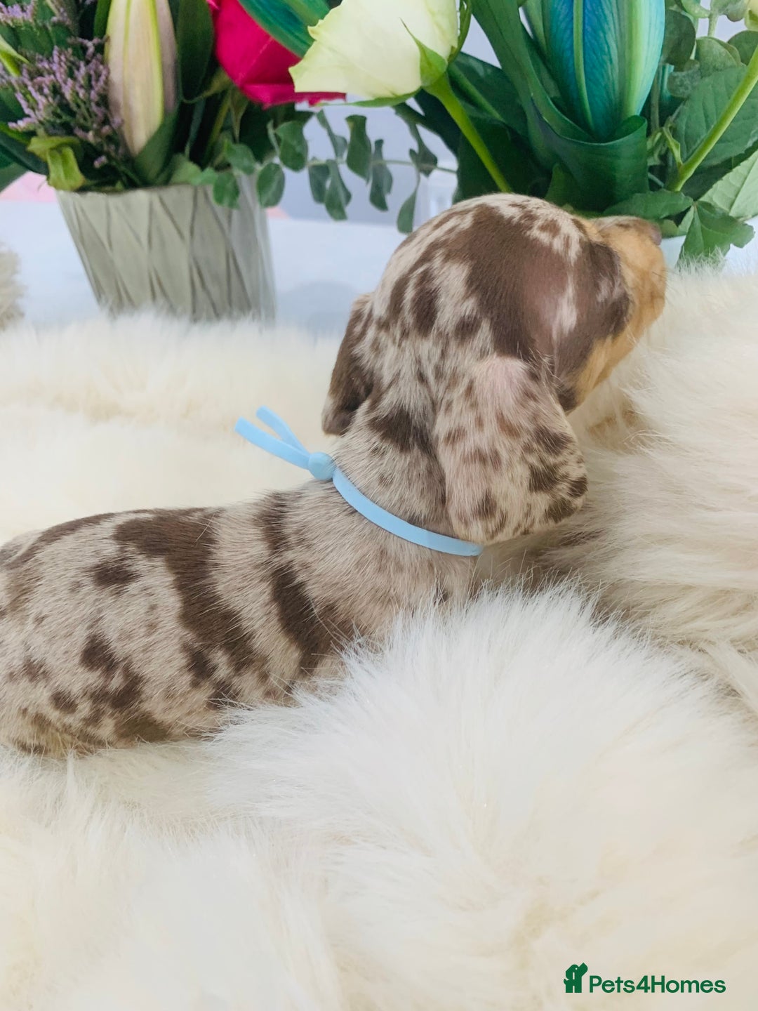 Miniature Dachshund dogs for sale: Miniature Dachshund KC Registered  - Image 7