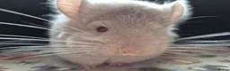 Chinchilla rodents for sale: A verity of Chinchillas rpa/rpac - Advert 28