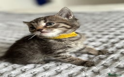 American Shorthair cats for sale: 🌟Adorable kittens now ready 4 forever home🌟 - Image 11