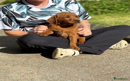 Labrador Retriever dogs for sale: Fox Red /  Mahogany Labradors  - Image 32