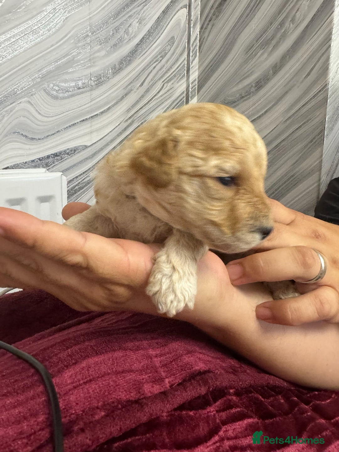 Goldendoodle dogs for sale: Beautiful Goldendoodles - Image 8