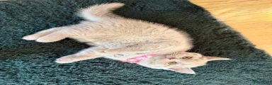 British Shorthair Pink