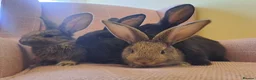 Continental Giant rabbits for sale: 10KG, Brc, show quality kits. MASSIVE  - Advert 18