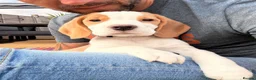 Beagle dogs for sale: Boy Lemon Pedegree Beagle - 13 weeks old - Advert 6