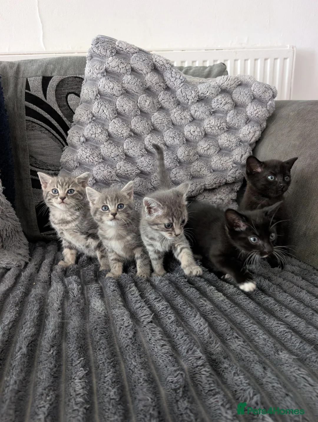 Mixed Breed cats for sale: 5 beautiful kittens  - Advert 18