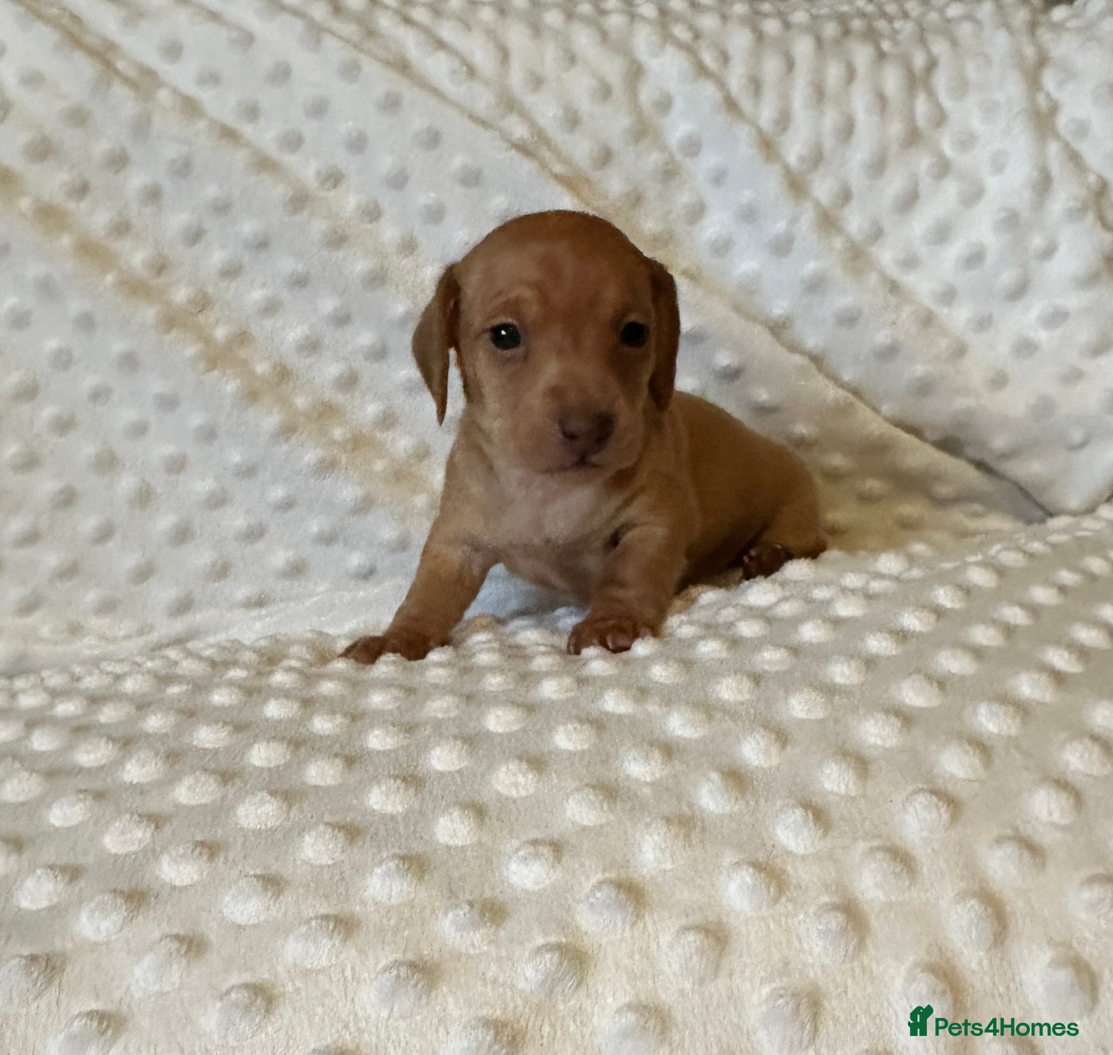 Miniature Dachshund dogs KC PRA clear miniature dachshunds dapple - Advert 16