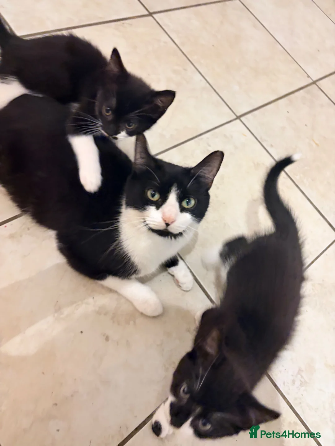 Mixed Breed cats for sale: Two lovely girls ready for homes  in Poole - Advert 2