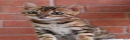 Bengal cats for sale: 🔥Beautiful Bengal girl available🔥 - Advert 19