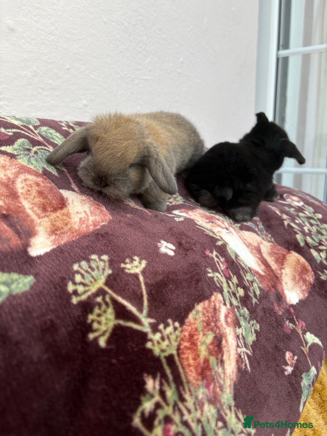 Mini Lop rabbits for sale: Indoor raised Mini lops and lion lops   - Image 3