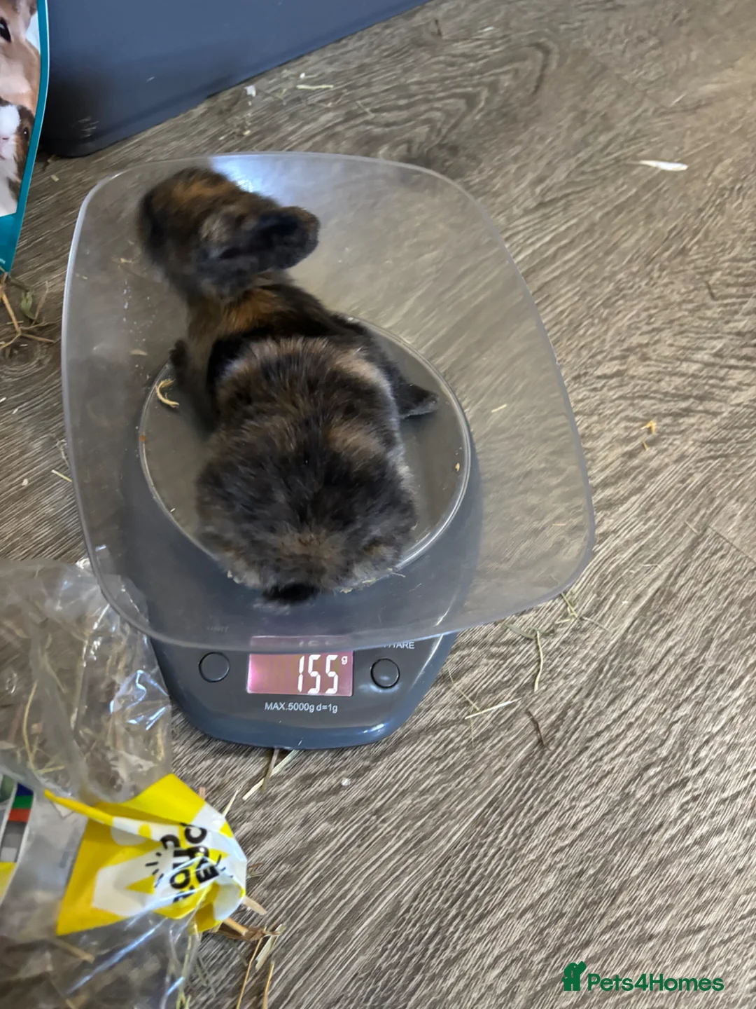 Mixed Breed rabbits for sale: 4 adorable baby rabbits ready soon 🐰 in Winsford - Advert 2