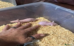 Rat rodents for sale: Mixed - Image 4