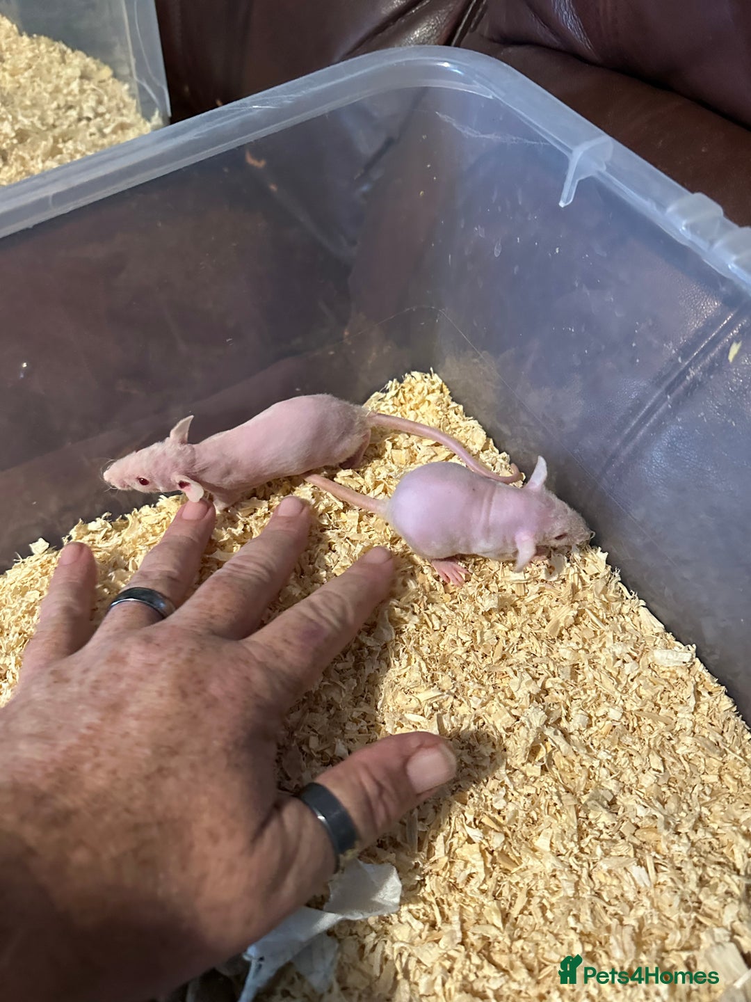 Rat rodents for sale: Mixed - Image 4