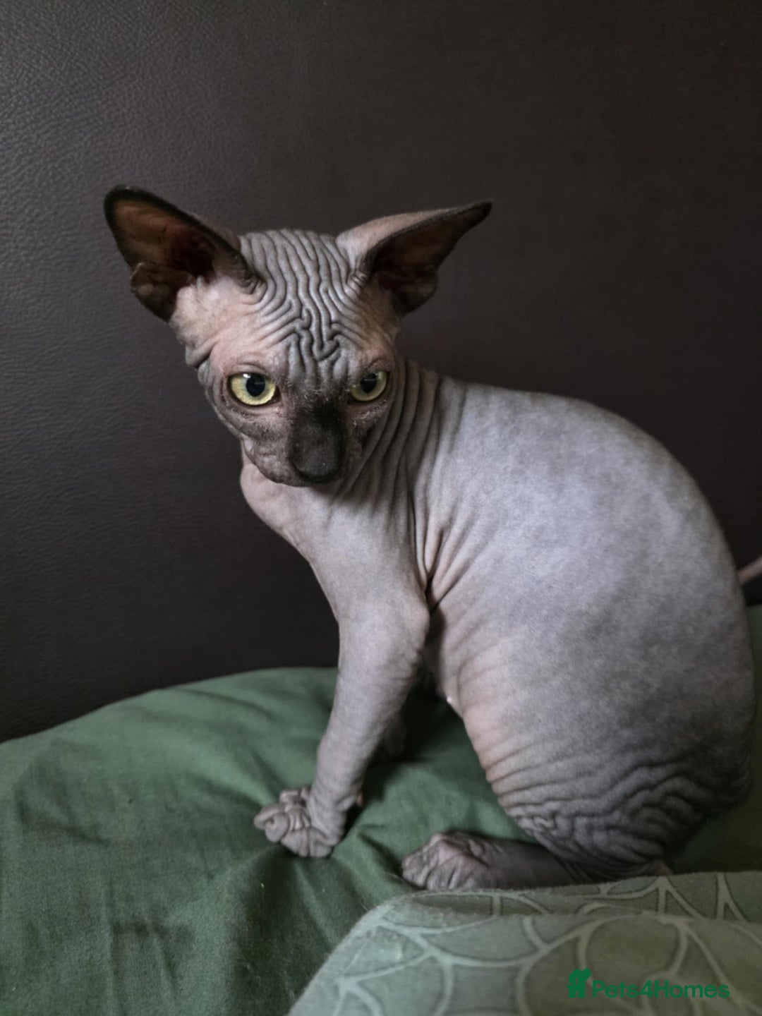 Sphynx cats for sale: Adorable Sphynx kittens💝🐈‍⬛🐈 - Advert 24