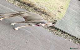 Mixed Breed dogs for sale: Caine corso/ American bully 10 weeks - Advert 22