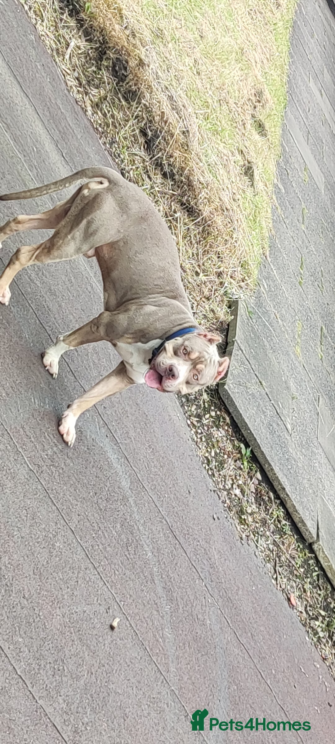 Mixed Breed dogs for sale: Caine corso/ American bully 10 weeks - Advert 22