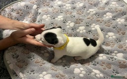 Jack Russell dogs for sale: Jack Russell Puppies for Sale  - Image 13