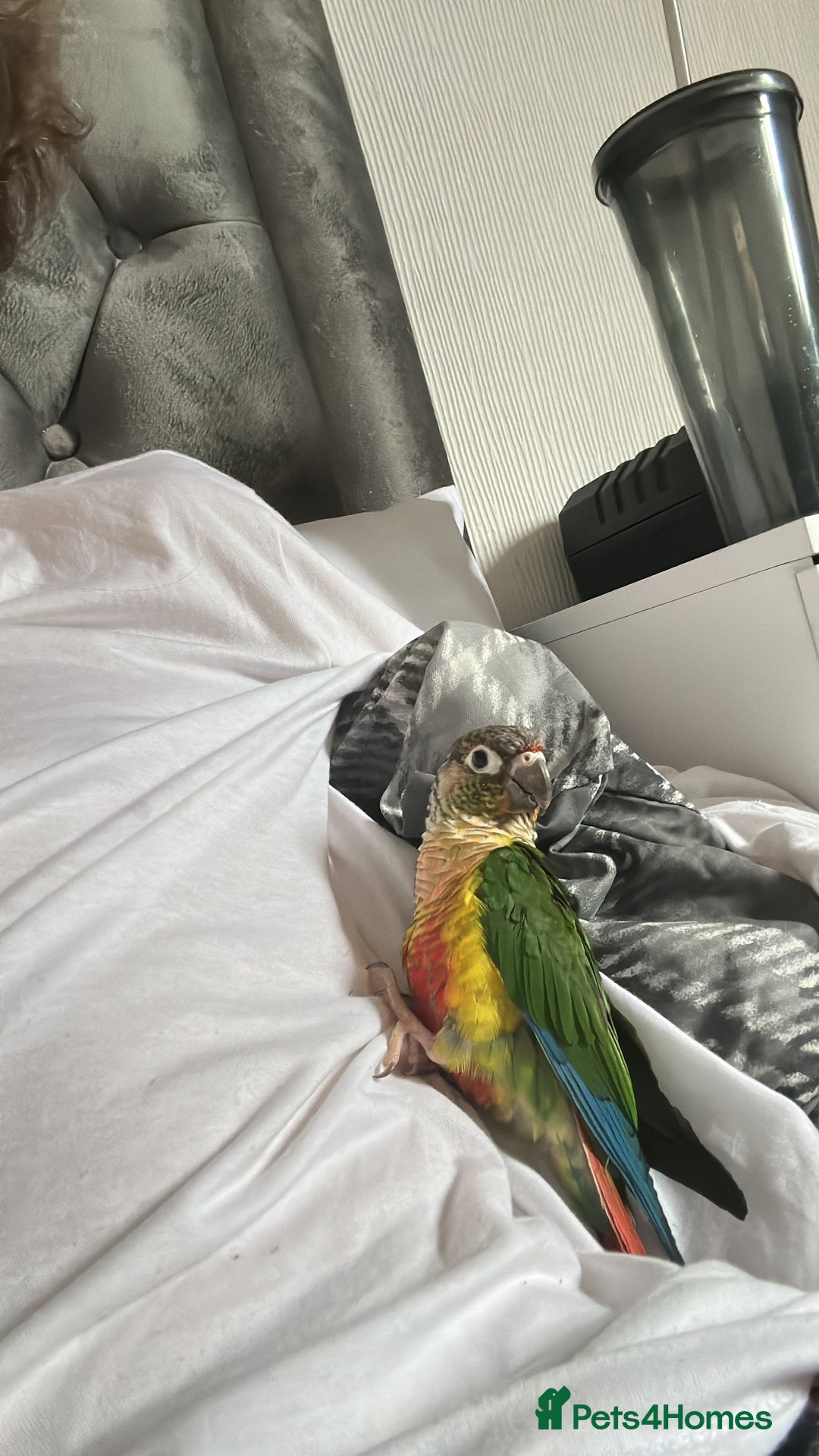 Conures birds for sale: Silly conure  - Advert 1