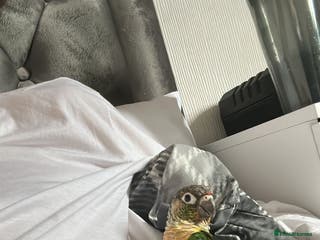 Conures birds Silly conure - Advert 4