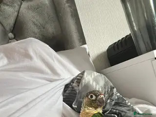 Conures birds Silly conure 10 months old - Advert 14