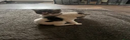 Mixed Breed cats for sale: Beautiful kittens ready to leave soon  - Advert 2