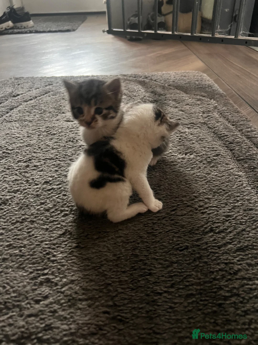 Mixed Breed cats for sale: Beautiful kittens ready to leave soon  - Advert 2