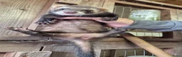 Ferret rodents for sale: Micro eu ferrets at 4 girls left 2 boys 15 weeks  - Advert 2