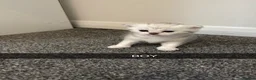 Scottish Fold cats for sale: Scottish fold kittens  in Swindon - Advert 4