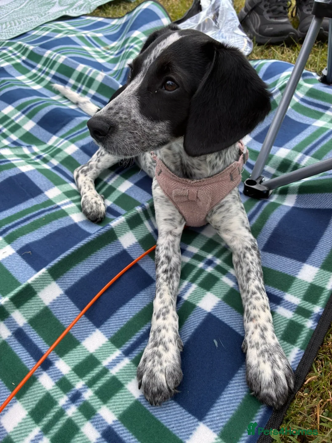 Mixed Breed dogs for sale: Gorgeous girl Nala in Rugby - Advert 1