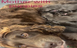 Cocker Spaniel dogs for sale: Cocker spaniel puppies  - Image 17