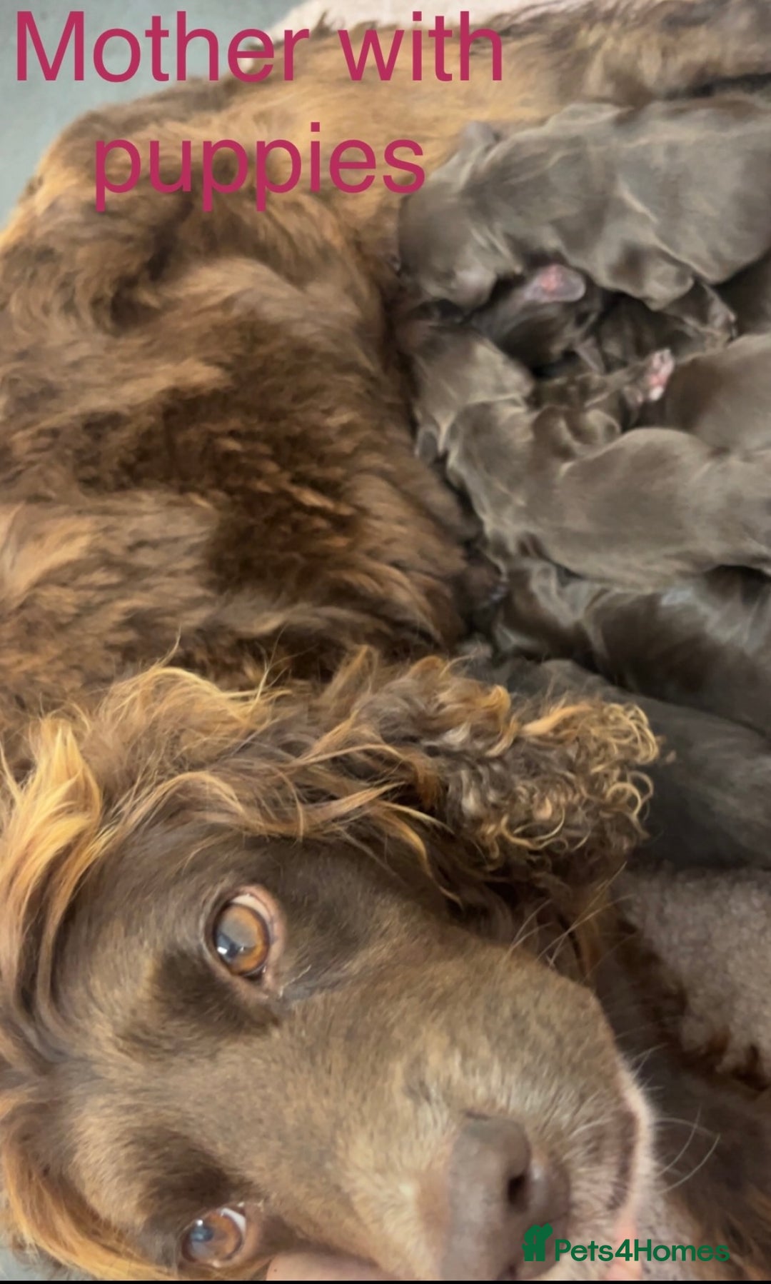 Cocker Spaniel dogs for sale: Cocker spaniel puppies  - Image 17