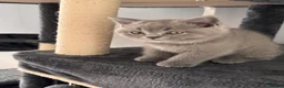 British Shorthair cats for sale: 🐾 British Shorthair Looking for Their Homes 🐾 - Advert 7