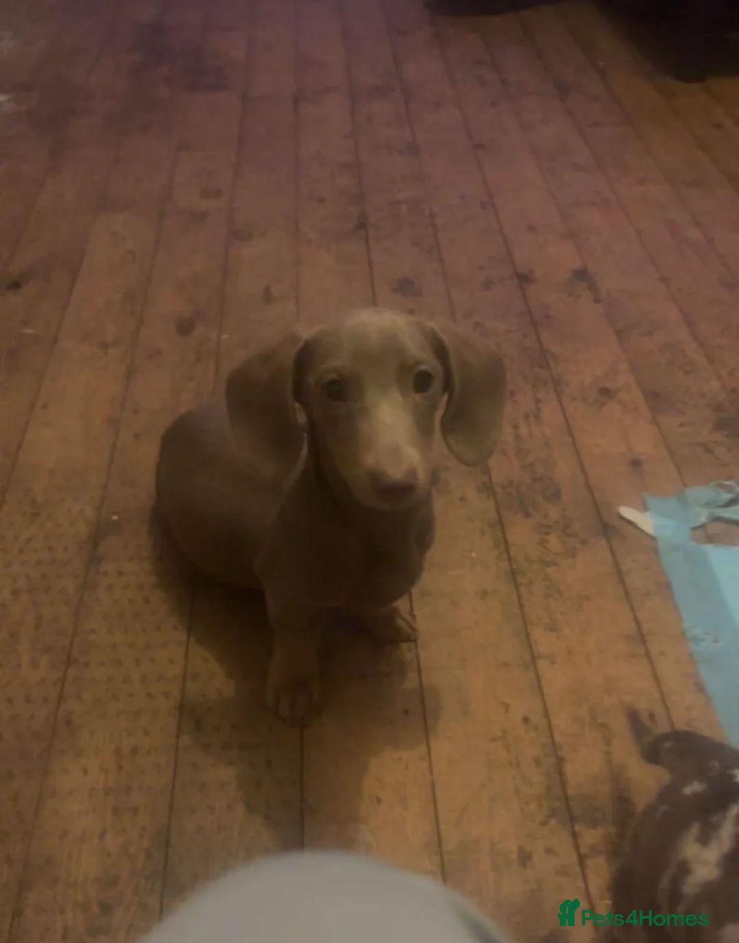 Miniature Dachshund dogs for sale: Miniature dachshund male - Advert 2