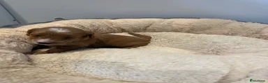 Cockapoo 1