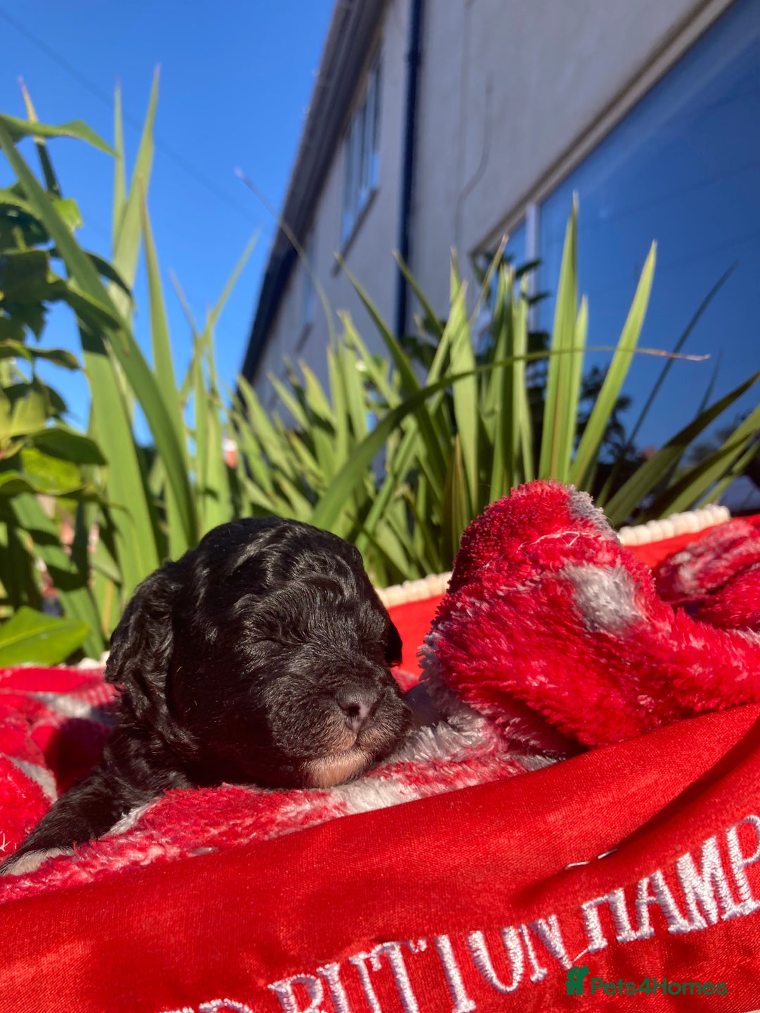 Shihpoo dogs for sale: Payment plans available Toy shihpoo puppies  - Image 7