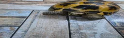 Tortoise reptiles for sale: Adult male horsefield tortoise and set up - Advert 2