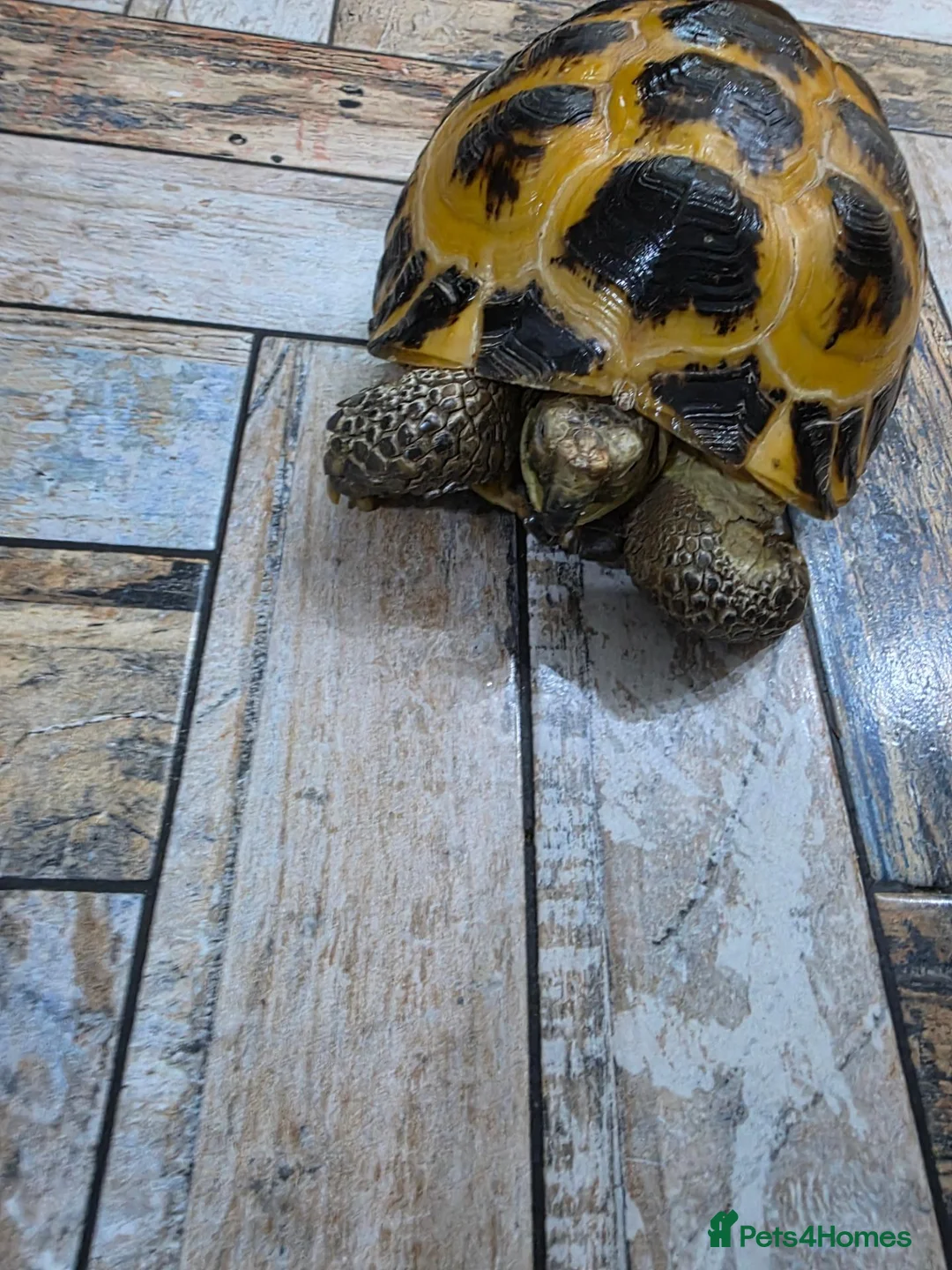 Tortoise reptiles for sale: Adult male horsefield tortoise and set up - Advert 2