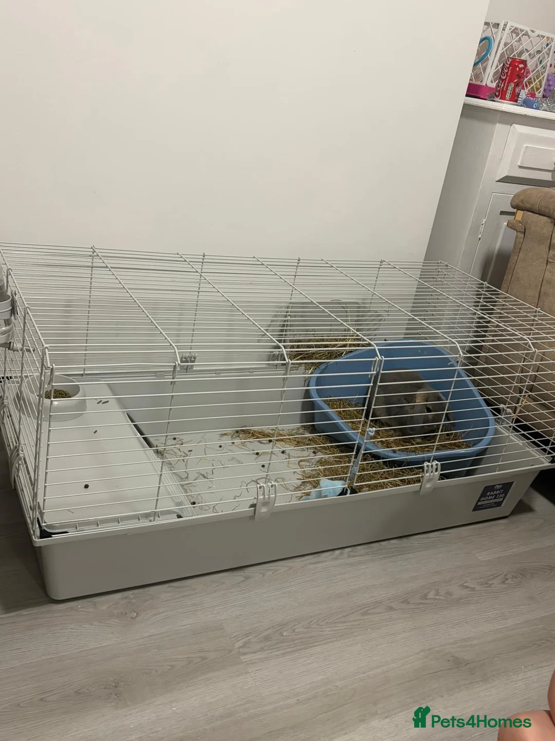 Mini Lop rabbits for sale: Mini Lop bunny - Advert 3